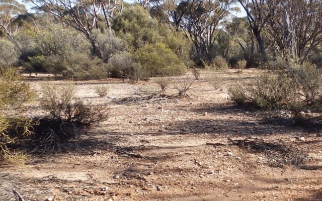 Tawana Resources to spin out Cowan, Yallari and Mofe Creek in new entity, focus on growing Bald Hill