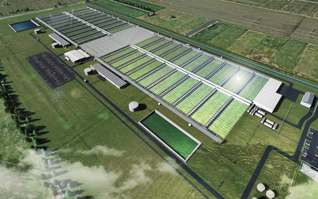 THC Global signs cannabis medicine production deal with local cultivator Cannatrek