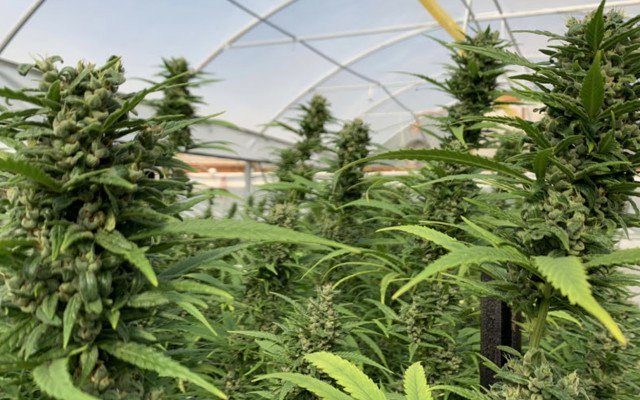 THC Global plans early 2020 medicinal cannabis product launch to Australian patients