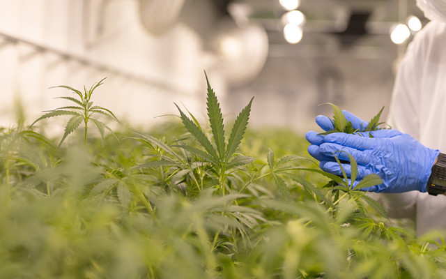 THC Global secures expanded cultivation permit, production underway for Australian patients