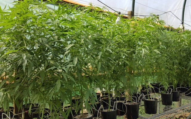 THC Global obtains licence for Australia’s largest medicinal cannabis facility