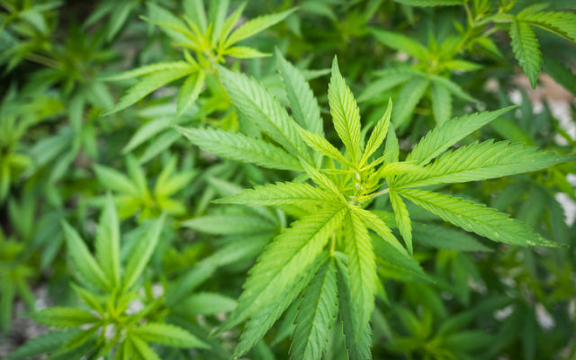 THC Global reports revenue in NZ and Canada, sets stage for Australian production