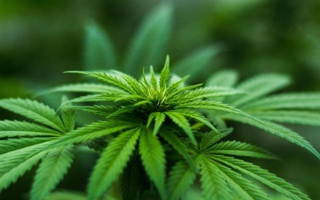 The Hydroponics Company lines up route to cannabis market