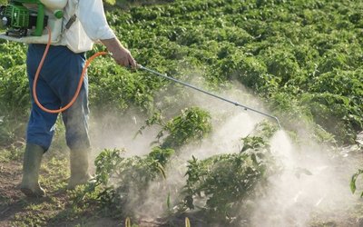 Initial toxicity results indicate Bio-Gene’s next generation insecticide is safe