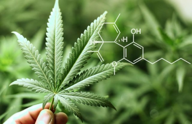 Treating autism with medicinal cannabis returns positive results for Zelda Therapeutics