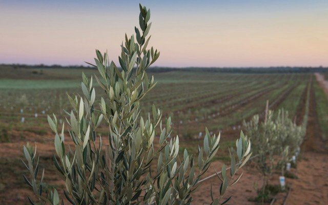 Two ASX listed agriculture stocks that promise a bounteous harvest for investors