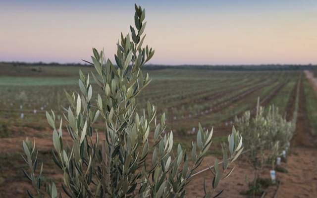 Two ASX listed agriculture stocks that promise a bounteous harvest for investors