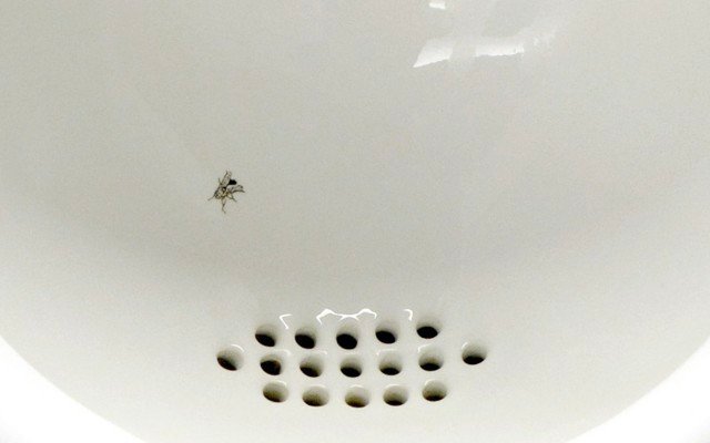 Urinal flies could hold the key to fixing Australian banks