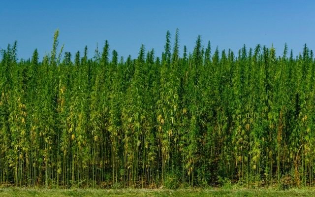 US Farm Bill set to legalise and commercialise industrial hemp
