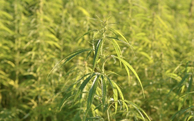 US Senate gives the green light for industrial hemp legalisation