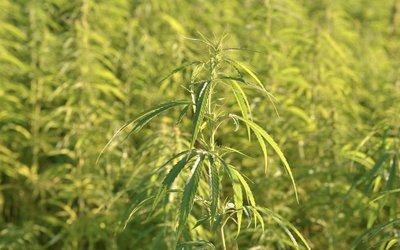 US Senate gives the green light for industrial hemp legalisation
