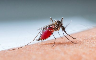 US trials confirm Bio-Gene’s Flavocide to be an effective control for mosquito-related diseases