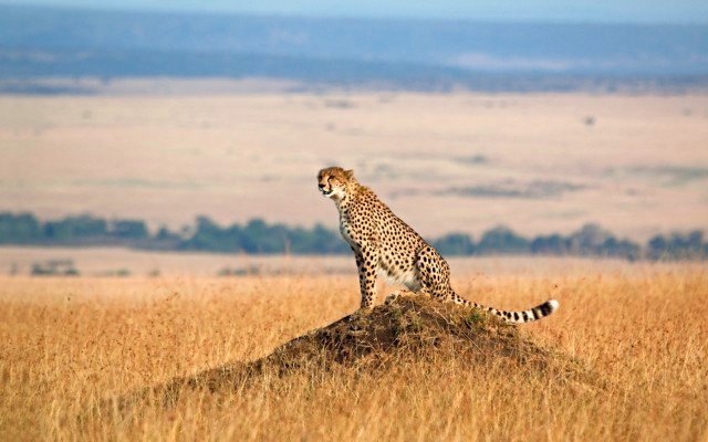 Vital Metals transitions to rare earths with ‘game-changing’ Cheetah Resources acquisition