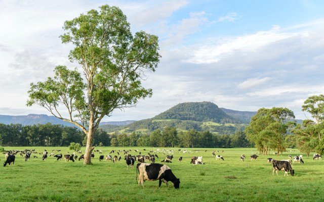 Wattle Health on path to launch Australia’s first organic A2 nutritional dairy products