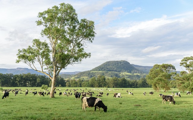Wattle Health on path to launch Australia’s first organic A2 nutritional dairy products