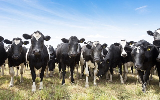 Wattle Health Australia expands infant formula empire in mainland China