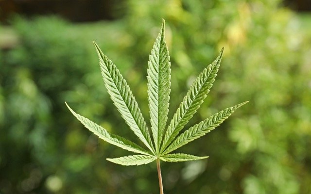 Wellnex Life teams up with OneLife Botanicals to penetrate Australia’s medicinal cannabis market