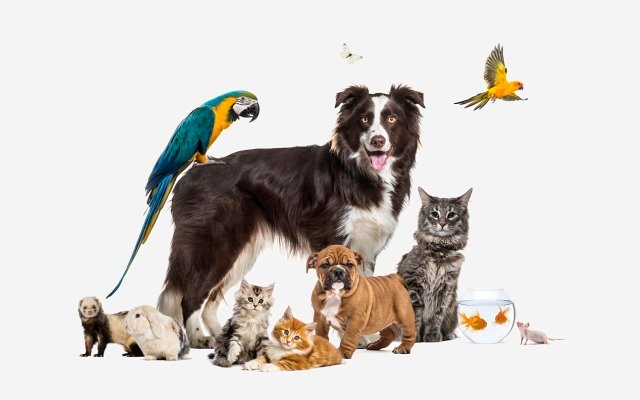 Where to find pet care stocks amid a paw-city of choice