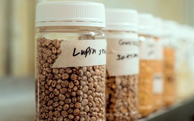Wide Open Agriculture receives approval to sell high-protein lupin isolate to China