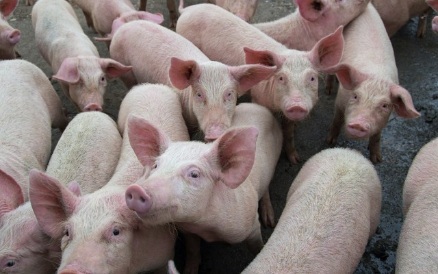 Zoono delivers an effective tool in response to growing African swine fever epidemic